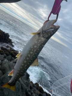 アメマスの釣果