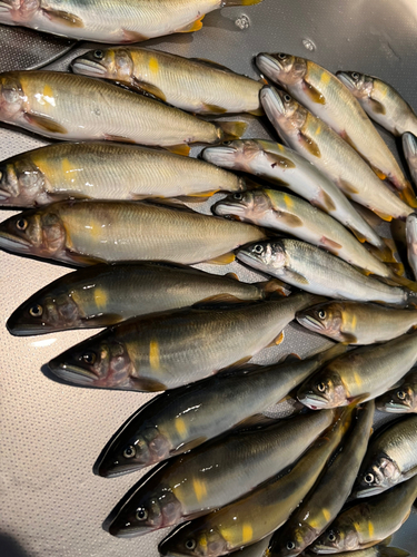 アユの釣果