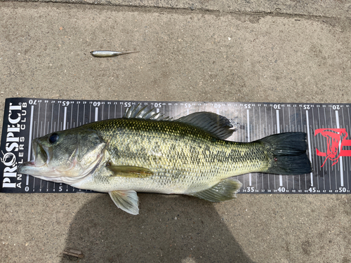 ブラックバスの釣果