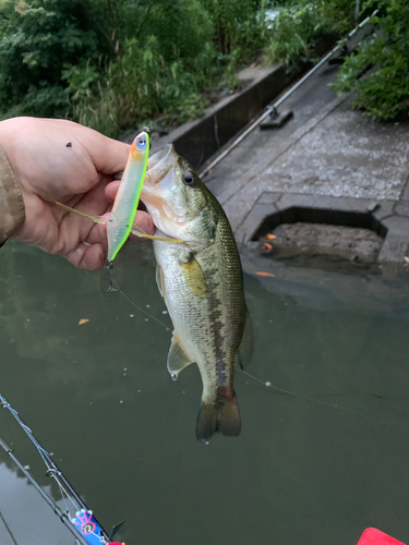 ラージマウスバスの釣果