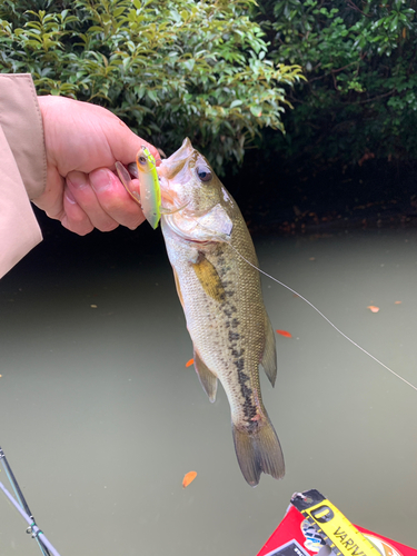 ラージマウスバスの釣果