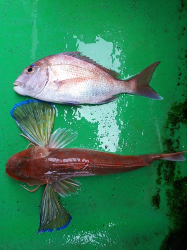 マダイの釣果