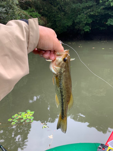 ラージマウスバスの釣果