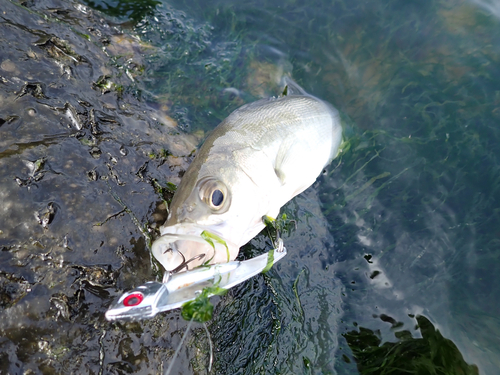 スズキの釣果