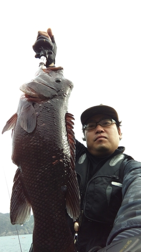 カンダイの釣果