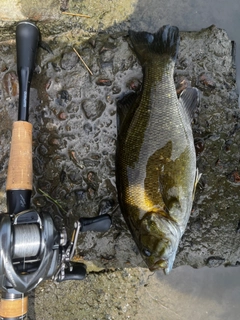 スモールマウスバスの釣果