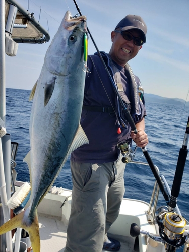 ハマチの釣果