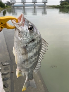 キビレの釣果