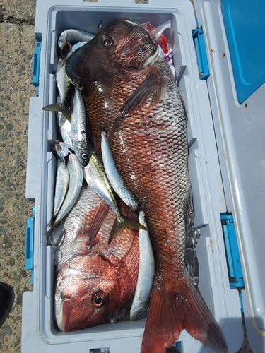 マダイの釣果