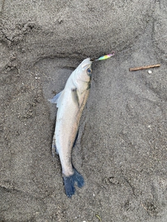 セイゴ（ヒラスズキ）の釣果