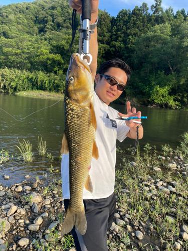 木津川下流（京都）で釣れたコイの釣り・釣果情報 - アングラーズ