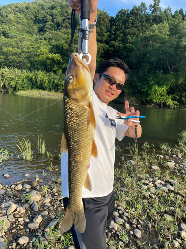 ニゴイの釣果