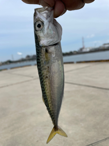 サバの釣果