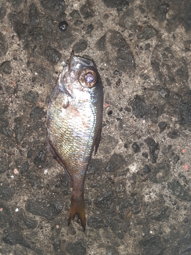 ミナミハタンポの釣果