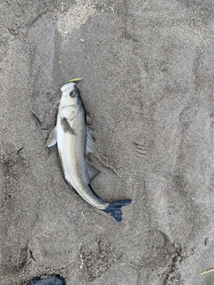 セイゴ（ヒラスズキ）の釣果