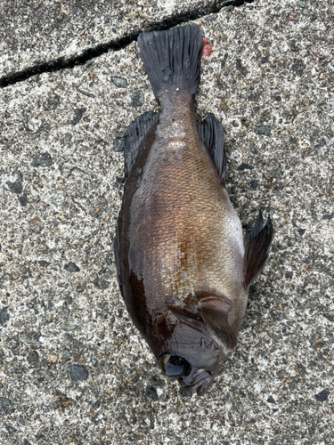 クロメバルの釣果