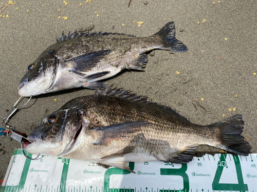 クロダイの釣果