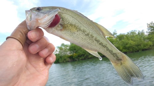 ラージマウスバスの釣果