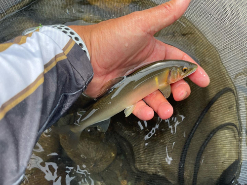 アユの釣果