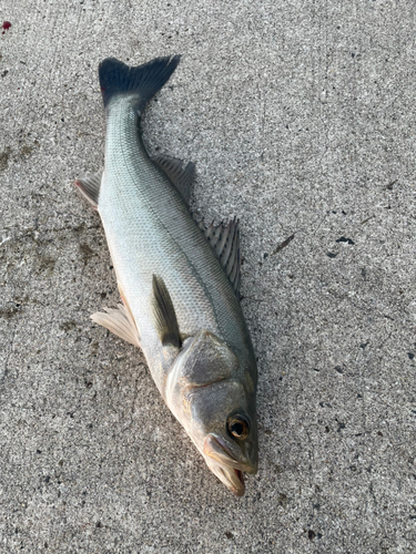 スズキの釣果