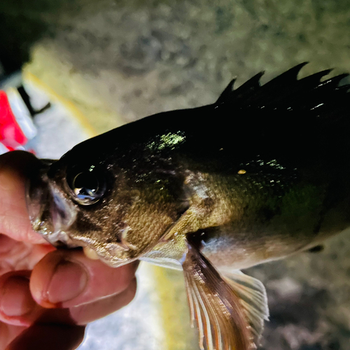 アカメバルの釣果