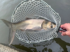 ソウギョの釣果