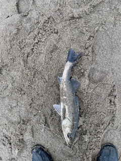 セイゴ（ヒラスズキ）の釣果