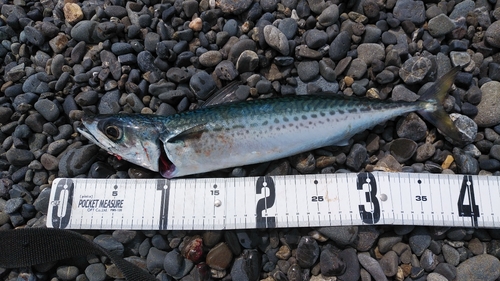 サバの釣果