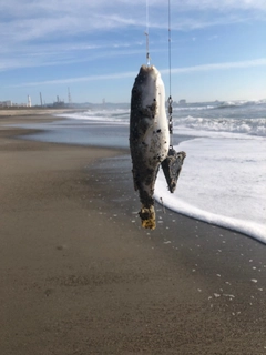 フグの釣果