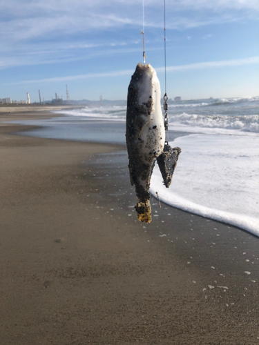 フグの釣果