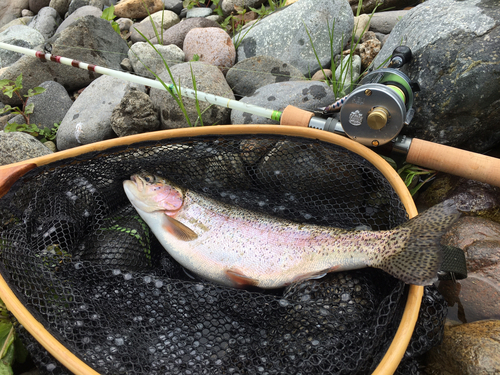 ニジマスの釣果