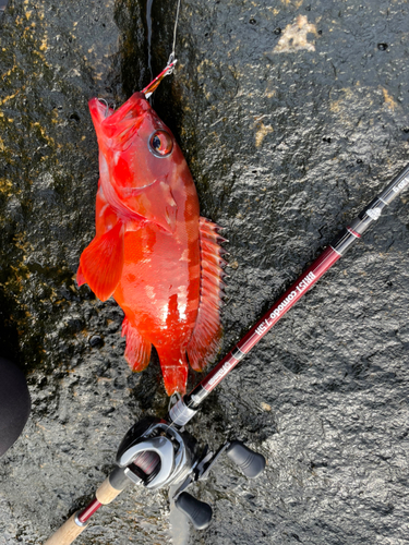 アカハタの釣果