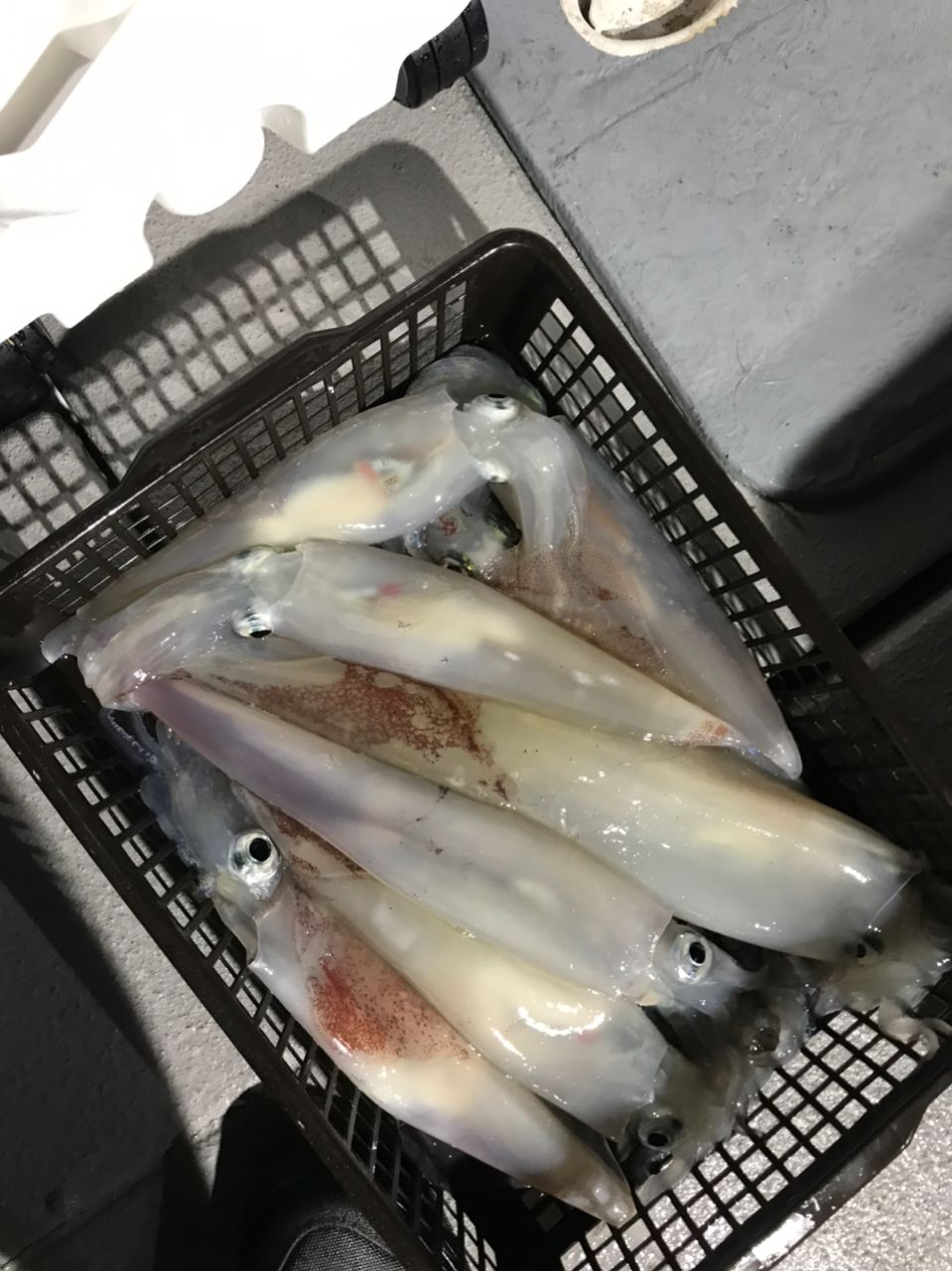 シロイカ