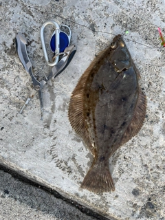 カレイの釣果