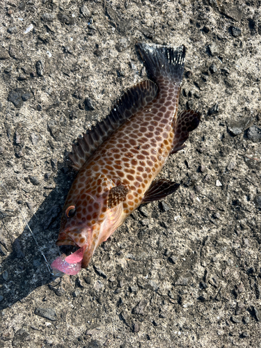 オオモンハタの釣果