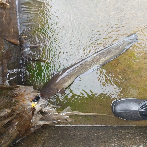 マナマズの釣果