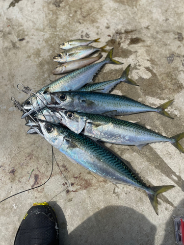 マサバの釣果