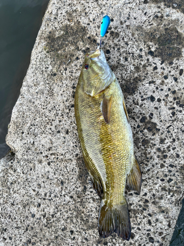 スモールマウスバスの釣果