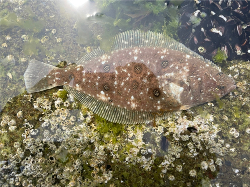 ムシガレイの釣果