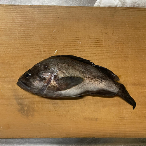 クロソイの釣果