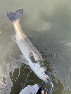 スズキの釣果