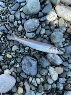 シロギスの釣果