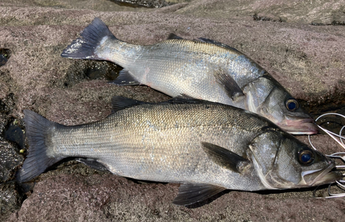 フッコ（ヒラスズキ）の釣果