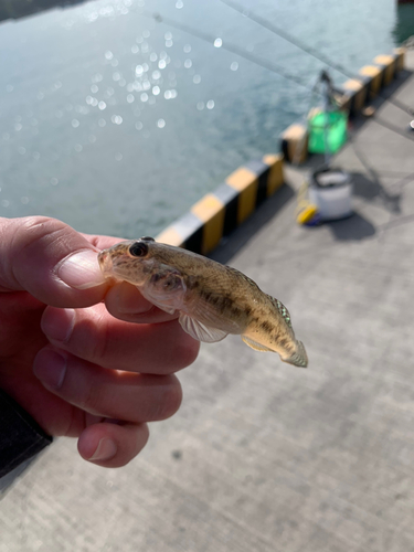 ハゼの釣果