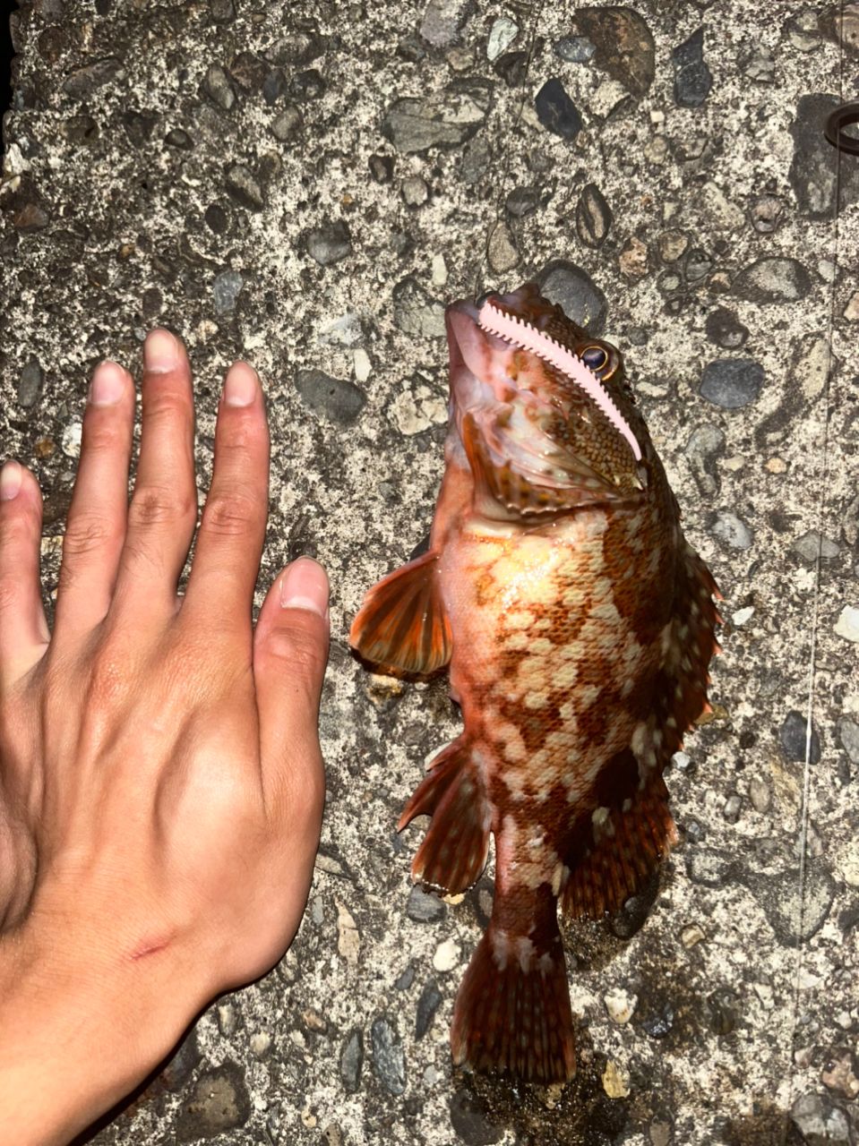 カサゴ
