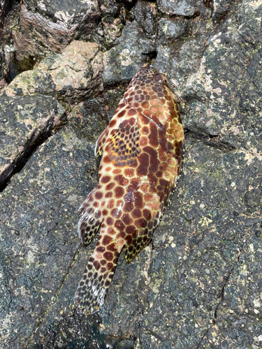 イシミーバイの釣果