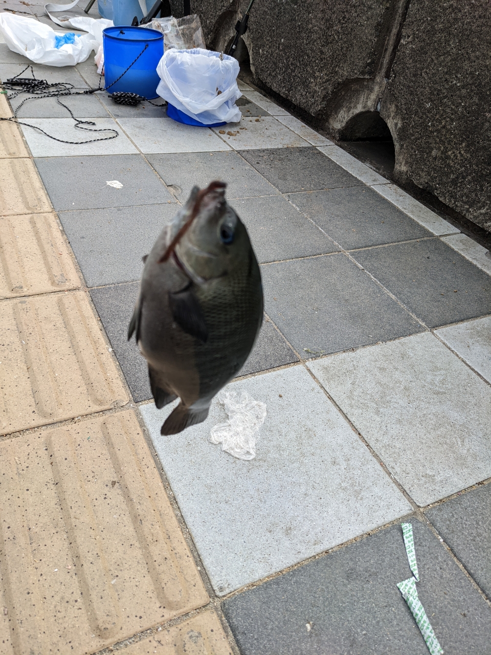 クチブトグレ