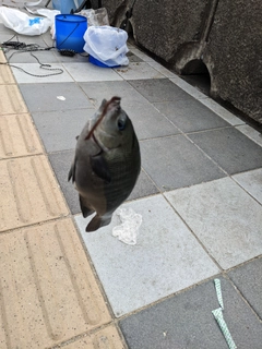 クチブトグレの釣果