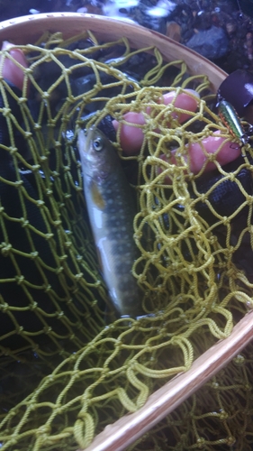 イワナの釣果