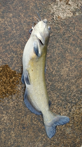 アメリカナマズの釣果